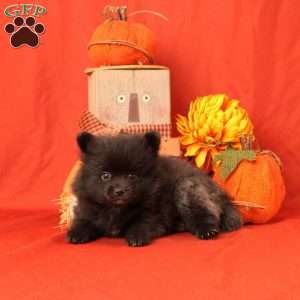 Ivan, Pomeranian Puppy